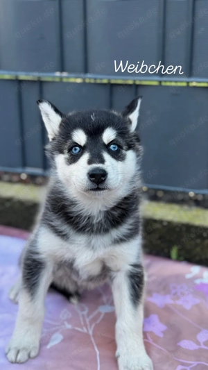 Husky Mix Welpen