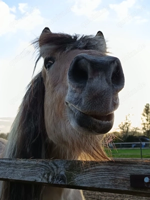 Reitbeteiligung gesucht 