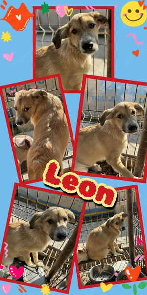 wunderschöner Welpenjunge "Leon" sucht ein schönes Zuhause 