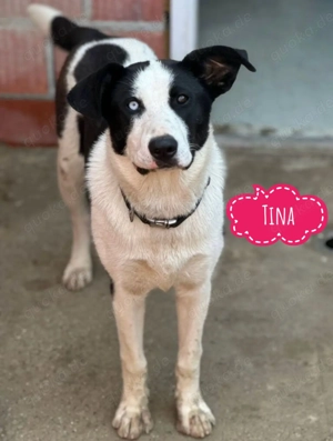 Tina, super brave und junge Mischlingshündin mit atemberaubendem Blick