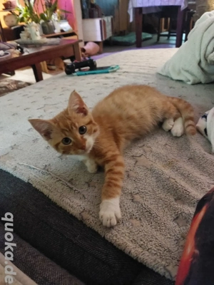 3 Monate alte Maine Coon BKH Mix Kater