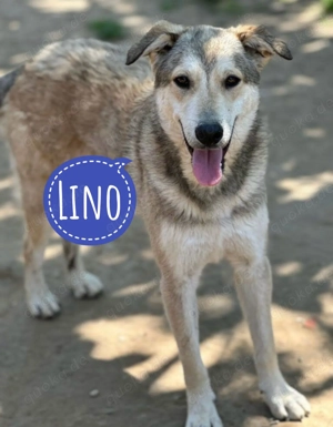 Lino, wunderschöner Traumhund, unglaublich sozial