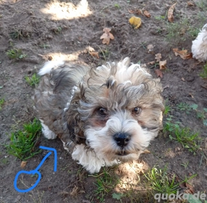 Zwergpudel Mischlingswelpen 