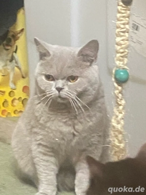 BKH Kater 1jahr Alt kastriert