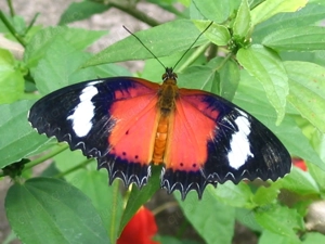 Tantramassage, Fesselmassage von weiblich (26) für SIE oder IHN