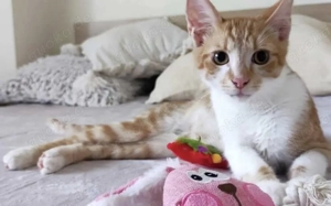 Klay ist bereit, dein bester Freund zu werden