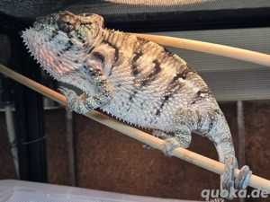 Panther Chamäleons 3 männliche Tiere - furzifer pardalis"Ambilobe"