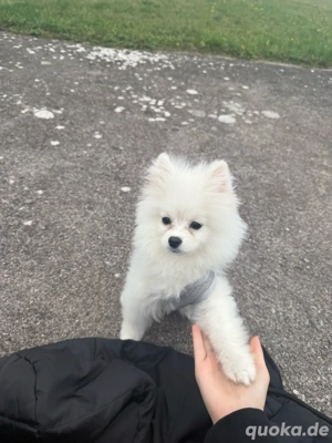 lio sucht ein neues zuhause   