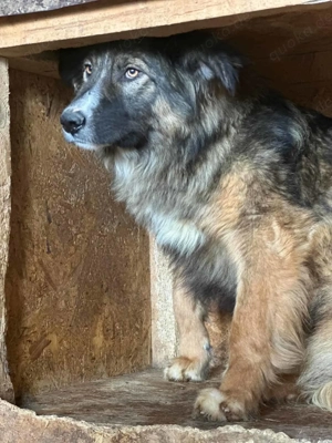 Jeremie ca. 48 cm   der Vorsichtige