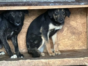 Milow S ca. 48 cm   möchte gesehen werden