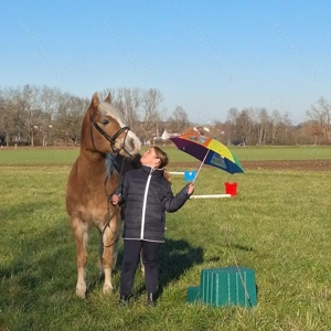 Reitunterricht und Reitbeteiligung auf zuverlässiger Haflingerstute in Weichs - auch für Anfänger Bild 5