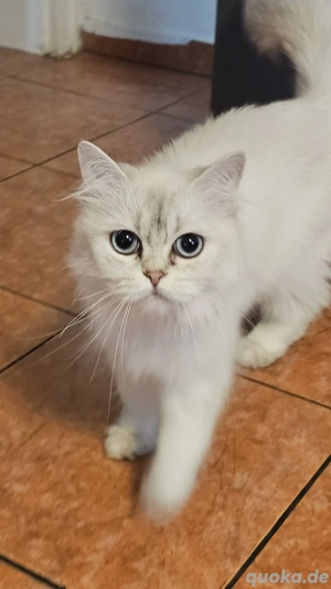 1 britisch langhaar Mädchen abzugeben