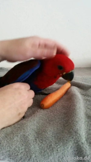 Neuguinea Edelpapagei