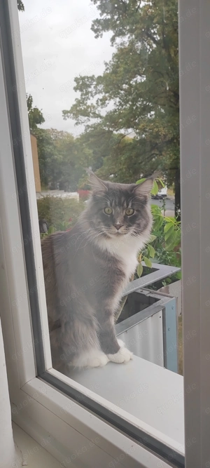 Maine Coone Katzenpaar Zuchtkatzen Weibchen Männchen  Bild 2