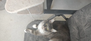 Maine Coone Katzenpaar Zuchtkatzen Weibchen Männchen  Bild 5