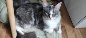 Maine Coone Katzenpaar Zuchtkatzen Weibchen Männchen  Bild 4