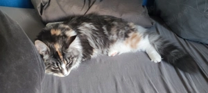 Maine Coone Katzenpaar Zuchtkatzen Weibchen Männchen  Bild 3