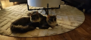 Maine Coone Katzenpaar Zuchtkatzen Weibchen Männchen  Bild 7