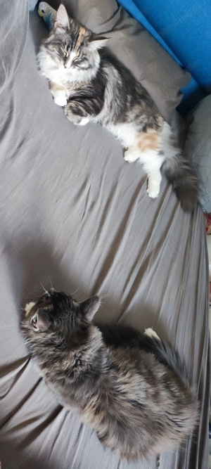 Maine Coone Katzenpaar Zuchtkatzen Weibchen Männchen  Bild 8