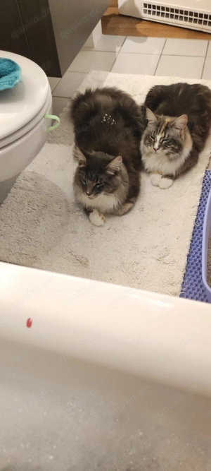 Maine Coone Katzenpaar Zuchtkatzen Weibchen Männchen  Bild 6