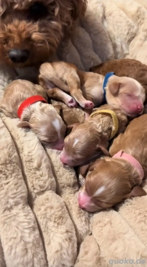 Maltipoo Deckrüde Lio KEIN VERKAUF Bild 4