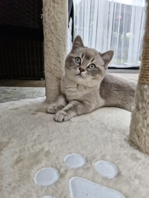 BKH Kitten Abgabebereit