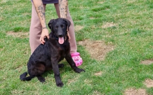 Patt sucht sein Für-Immer-Zuhause