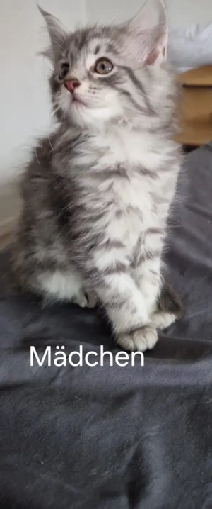 4 hübsche verschmuste Maine coon Kitten suchen ab Ende Oktober einen kuschel platz 