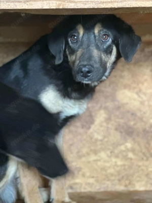 Stiles ca. 48 cm   der Neugierige