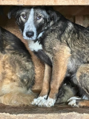 Merkur ca. 48 cm   der Unsichere