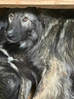 Phaen ca. 45 cm   der Hübsche