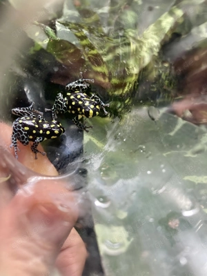 Ranitomeya vanzolinii Pärchen 