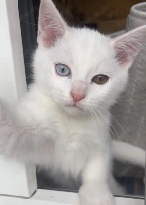 Unser hübscher Kater sucht zuhause