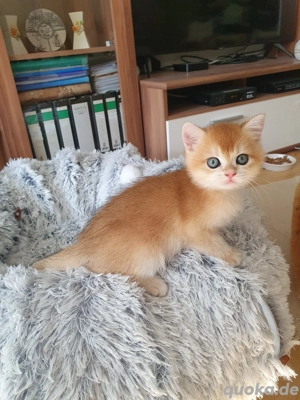 Süße bkh und blh katzenbabys