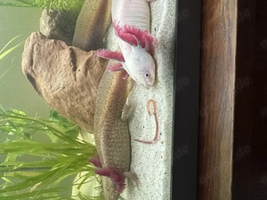 Süße Axolotle Babys 