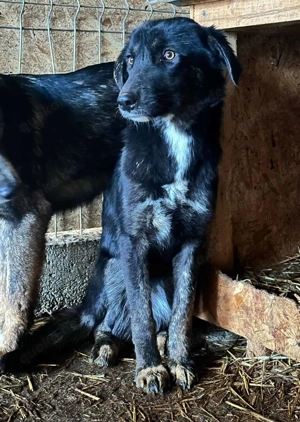 Savannah ca. 45 cm   mit den schönen Augen