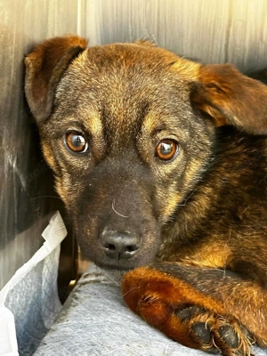 Lali ca. 40 cm   die Schüchterne