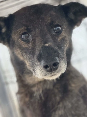 Lotti F ca. 43 cm   die Sachte