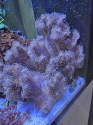 Australische Pilzlederkoralle   Meerwasser Korallen Weichkorallen 