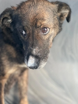 Lotti F ca. 43 cm   die Sachte