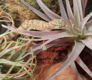 Stenodactylus sthenodactylus - Dünnfingergecko