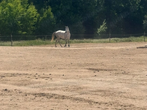 Reitbeteiligung gesucht
