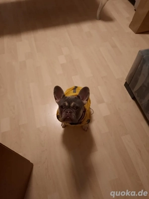Französische Bulldogge