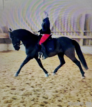 Reitbeteiligung an P.R.E. zu vergeben