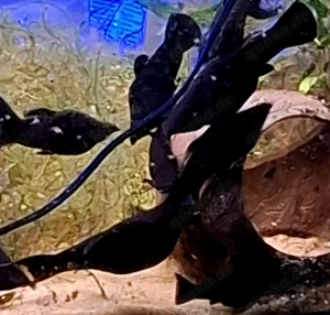 Black Mollys zu verschenken