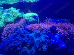 Sunburst Anemone  Nachwuchs;-))