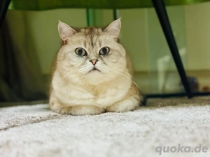 Nicht unsere Katzen wir vermitteln sie nur!!