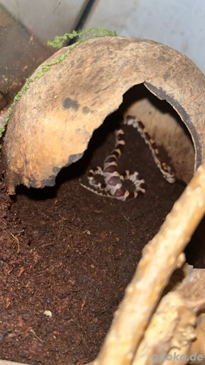 Kornnatterbabys Bild 2