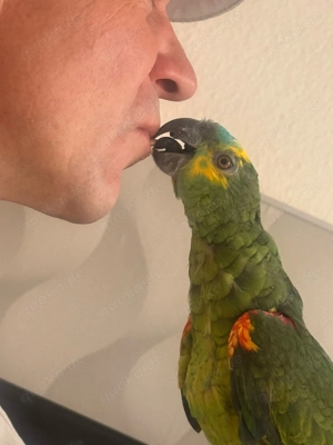 Papagei (Blaustirnamazone)