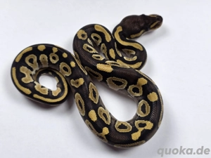 1.0 Königspython, Mojave, von Sept. 2025